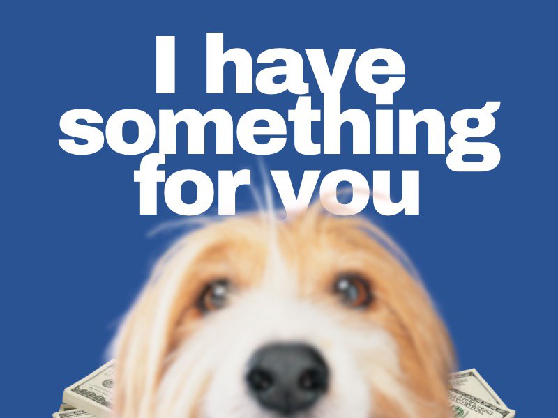 Dogs have surprises for you