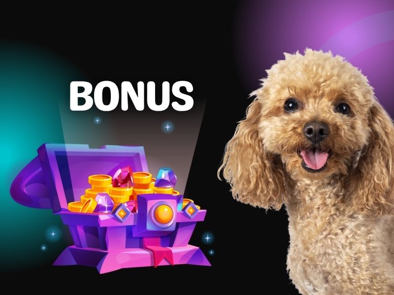 Casiny Bonus Promo Codes